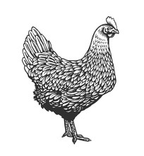 Chicken Or Hen Drawn In Vintage Engraving Or Etching Style. Farm Poultry Bird Isolated On White Background. Vector Illustration In Monochrome Colors For Poster, Restaurant Menu, Website, Logo.