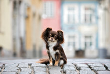 Adorable Brown Chihuahua Dog Sitting On The Street