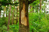 Fototapeta  - Obdarta kora na drzewie w lesie