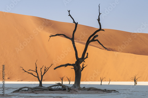Fotografie, Obraz Dead acacia trees and dunes in the Namib desert / Dunes and dead acacia trees in the Namib desert, Dead Vlei, Sossusvlei, Namibia, Africa