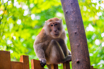 Beautiful monkey sitting on a fence in a rainforest