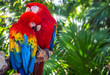 © froland83 - Red and green macaw