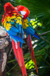 © froland83 - Red and green macaw
