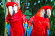 © froland83 - Red and green macaw