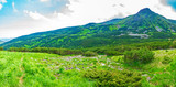 Fototapeta Natura - mountain stream flowing through a beautiful mountain valley in summer day