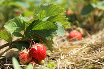 Harvest of red berries/Ripening strawberry bush with straw litter