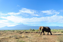 Elephant And Kilimanjaro