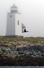 Black Seabird Flies By Maine Lighthouse In The Fog.