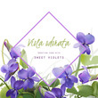 Spring floral greeting card.
Sweet violets - realistic hand drawn vector illustration.