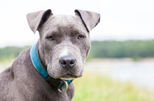 A Young Pitbull With Blue Collar Portrait