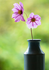 Cosmos Flower in Vase