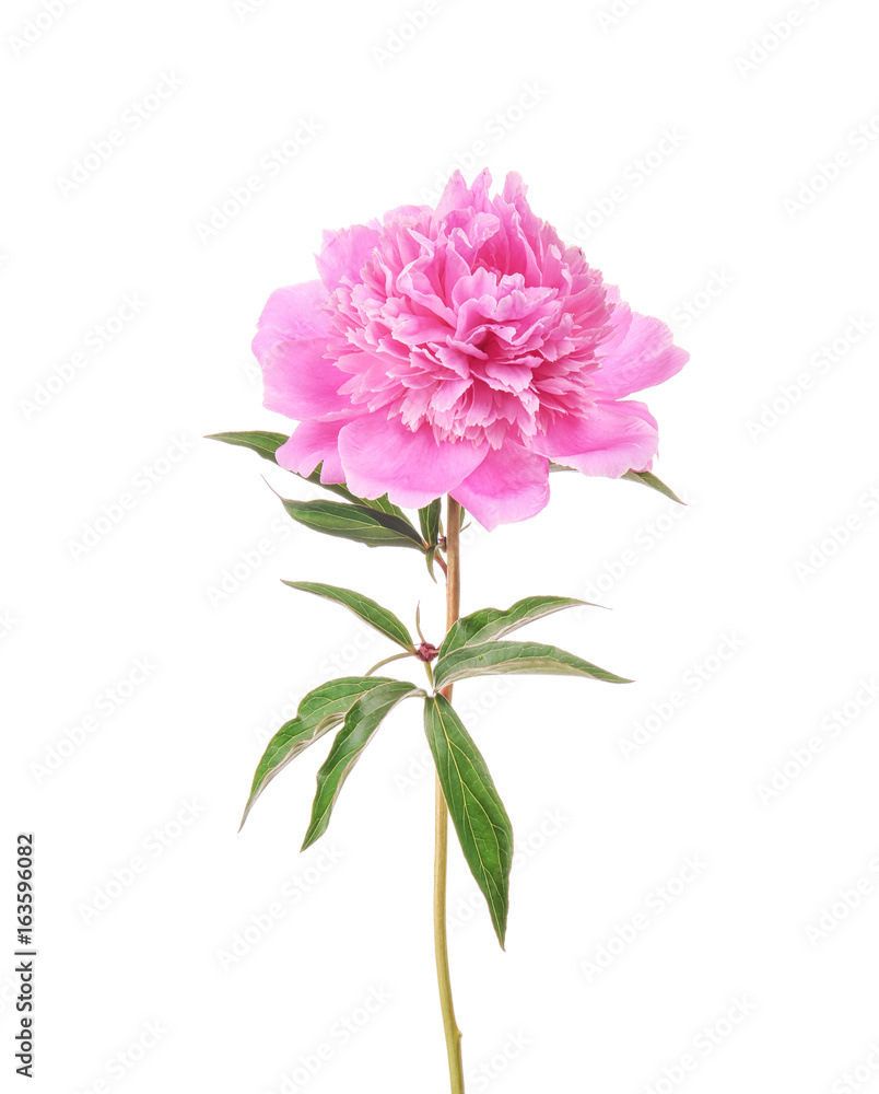 Beautiful peony flower on white background