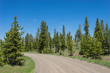 Gravel Road Leads Through Green Pine Forest In Mountains Of Wyoming.