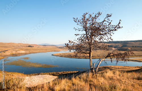 Tapeta ścienna Samotny drzewo na blefie nad rzeką Yellowstone w Hayden dolinie w parku narodowym Yellowstone w stanie wyoming w USA