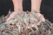 The hands are shoveling white shrimp in a bucket. To check the freshness.