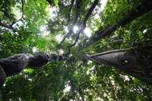 Looking Up Through Fresh Green Tree Canopy