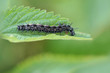 Aglais io - caterpillar