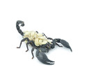 Fototapeta Lawenda - Black scorpion and white larva.
