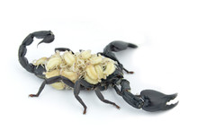 Black Scorpion And White Larva.