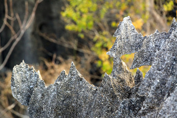 Wall Mural - Beautiful view on the unique geography at the Tsingy de Bemaraha Strict Nature Reserve in Madagascar