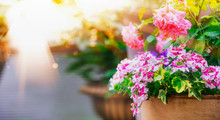 Beautiful Patio Flower Pots On Balcony In Sunlight