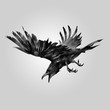 drawn attacking bird raven
