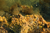 Fototapeta Fototapety z morzem do Twojej sypialni - Kolorowe dno w przeźroczystej wodzie morza, skorupiaki, glony, małże, Rodos, Grecja.