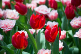 Fototapeta Tulipany - Tulip flowers