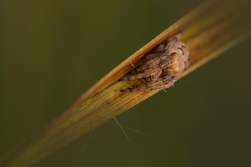 Little garden spider asleep