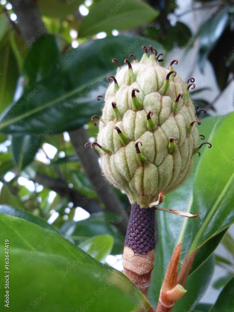 Stock-Foto gummibaum blte ficus elastica | Adobe Stock