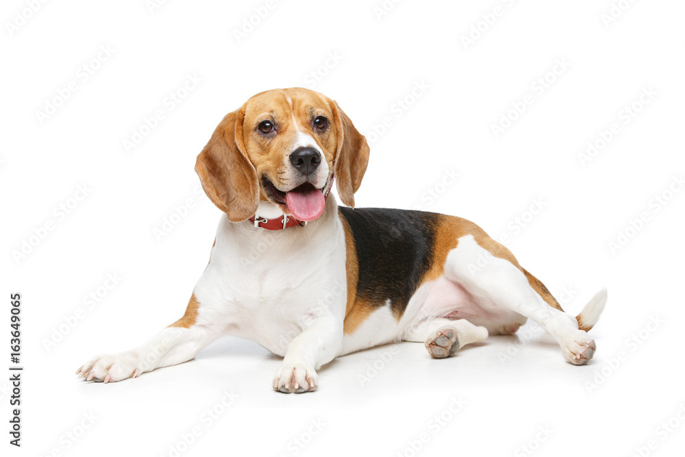 beautiful beagle dog isolated on white - obrazy, fototapety, plakaty 