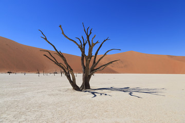 Dead Camelthorn Trees against red dunes and blue sky in Deadvlei, Sossusvlei. Namib-Naukluft National Park, Namibia, Africa