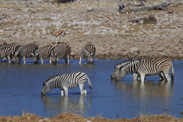 Wall Mural - Zebras drinking water at waterhole, Etosha National Park, Namibia