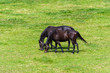 Couple of horses grazing at green pastures.