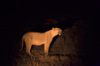 Lioness stalking her prey on a night hunt. Lit with a single spotlight from a tracking vehicle