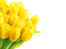 Bouquet Of Yellow Tulips Isolated On White Background. Valentine's Day And Mother's Day Background.