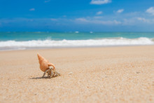 Hermit Crab Running On The Brown Sand Beach With Little Wave Background