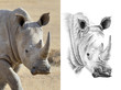 Portrait of rhino before and after drawn by hand in pencil