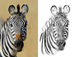 Portrait of zebra before and after drawn by hand in pencil