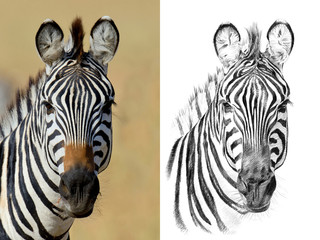 Portrait of zebra before and after drawn by hand in pencil