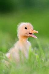 Wall Mural - Little duckling on green grass