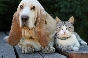 Wall Mural - Dogs and kittens are watching 