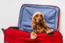 Cocker Spaniel Dog In Suitcase