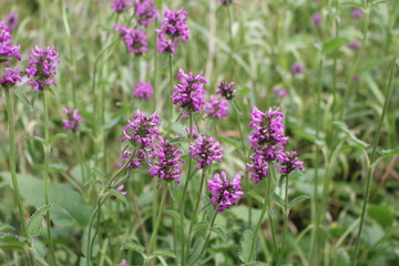 Wall Mural - Betonica officinalis. Léčivé rostliny, bylinky na zahradě.