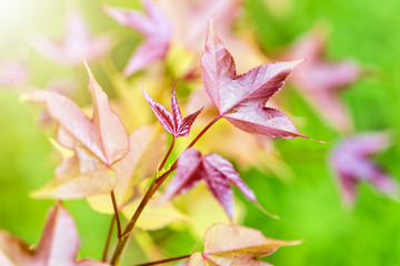 Wall Mural - Red young leaves of Maple, Liquidambar formosana, Chinese sweet gum or Formosan gum with sunlight are blossoming in spring on green background