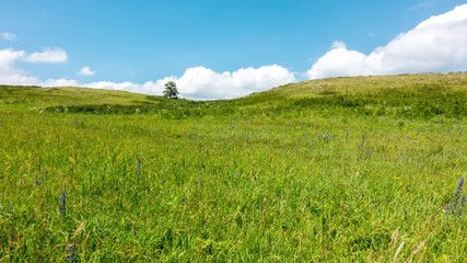 Wall Mural - 4k Timelapse yellow-green hill and sky with clouds. Wild grasses. Mixed grass. Summer sunny day. Beautiful summer landscape. Mountains of Eastern Kazakhstan Region.