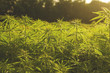 sustainable hemp industrial plantation