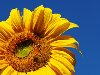 Sunflower with Bees and Blue Sky