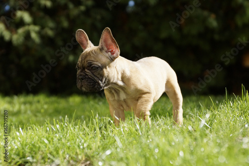 Chiot Bouledogue Francais Grandes Oreilles Stock Photo Adobe Stock Chiot Bouledogue Francais Grandes Oreilles Stock Photo Adobe Stock