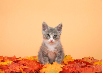 Wall Mural - One small tabby kitten gray and white sitting in orange and yellow fall autumn leaves, orange background, looking directly at viewer.